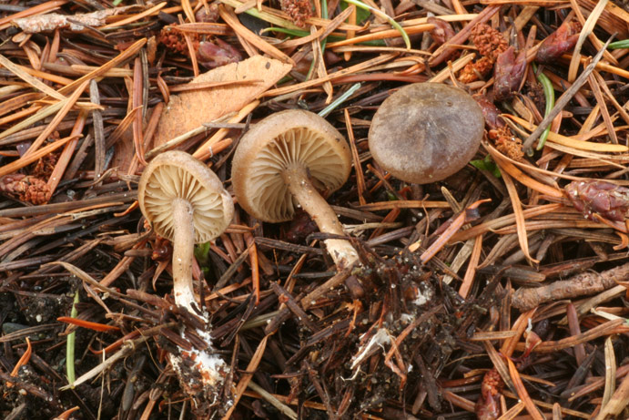 Rhodocybe aureicystidiata